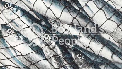 British fishing industry promotional poster