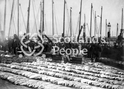 Newhaven fish market, late 19th century