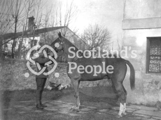 Major Powell's horse Rufus, Royal Field Artillery, 1919