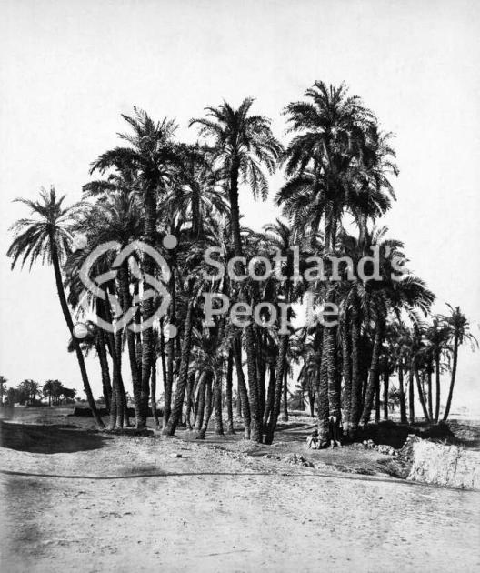 Karnak - palmiers (palm trees)