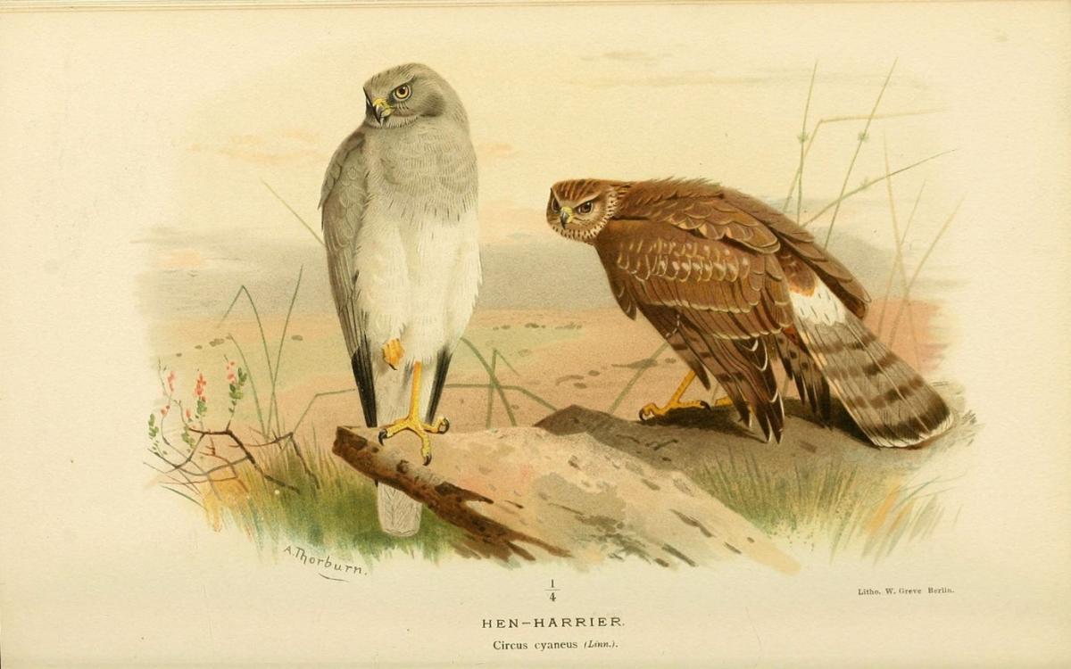 The male (left) and female Hen Harrier. Image credit: Biodiversity Library, Public domain