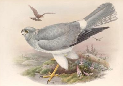 Hen Harrier. Credit: Public Domain